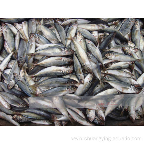 Frozen Medium Size Fish Horse Mackerel